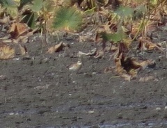 Calidris acuminata