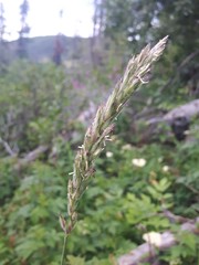 Leymus innovatus