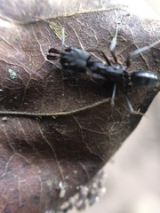 Odontomachus assiniensis