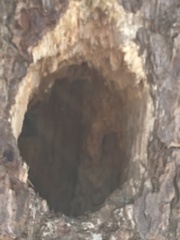 Dryocopus