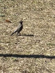 Turdus migratorius