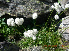 Valeriana alpestris