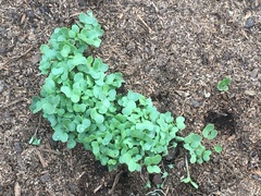 Brassica oleracea italica