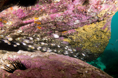Pempheris compressa