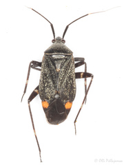 Closterotomus cinctipes