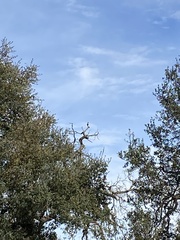 Dryobates nuttallii