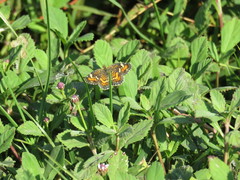 Phyciodes phaon phaon
