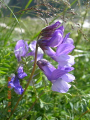 Vicia sosnowskyi