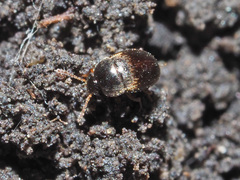 Nargus anisotomoides