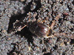 Nargus anisotomoides