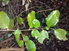 Azara petiolaris