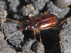 Trechus quadristriatus