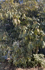 Rhododendron