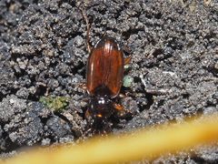 Trechus quadristriatus