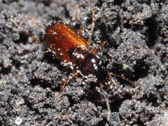 Trechus quadristriatus