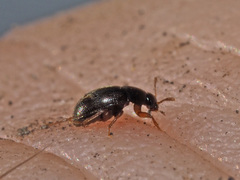 Nargus anisotomoides