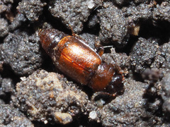 Anthobium atrocephalum