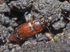 Anthobium atrocephalum