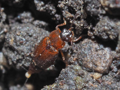Anthobium atrocephalum