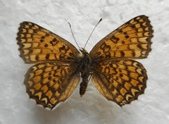 Melitaea ornata