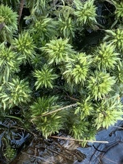 Sphagnum torreyanum