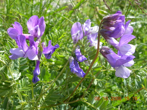 Vicia sosnowskyi