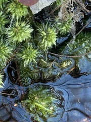 Sphagnum torreyanum