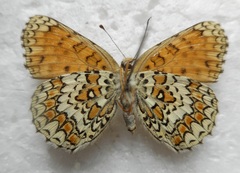 Melitaea ornata