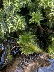 Sphagnum torreyanum