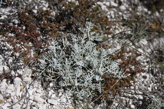 Artemisia hololeuca
