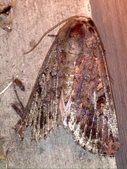 Spodoptera exempta