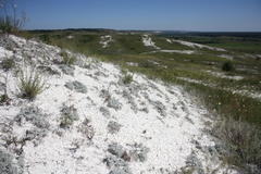 Artemisia hololeuca