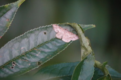 Calletaera basipuncta