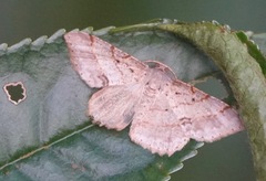 Calletaera basipuncta