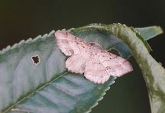 Calletaera basipuncta