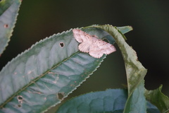 Calletaera basipuncta