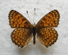 Melitaea ornata