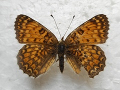 Melitaea ornata