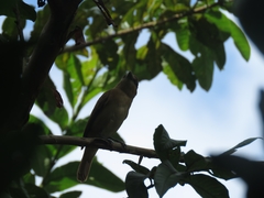 Pachyramphus