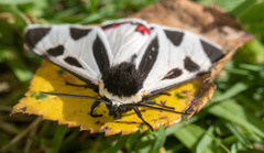 Dysschema centenaria