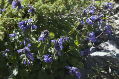 Dracocephalum imberbe