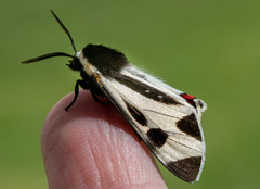 Dysschema centenaria