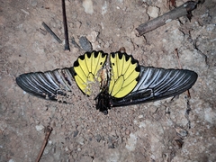 Troides aeacus