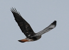 Buteo jamaicensis × Buteo lagopus