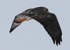 Buteo jamaicensis × Buteo lagopus