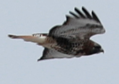 Buteo jamaicensis × Buteo lagopus