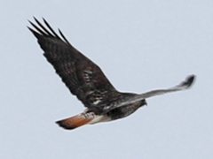 Buteo jamaicensis × Buteo lagopus