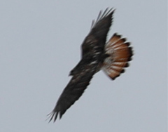 Buteo jamaicensis × Buteo lagopus
