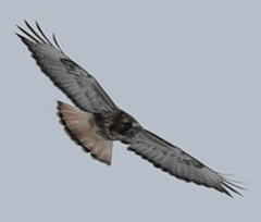 Buteo jamaicensis × Buteo lagopus