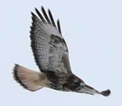 Buteo jamaicensis × Buteo lagopus